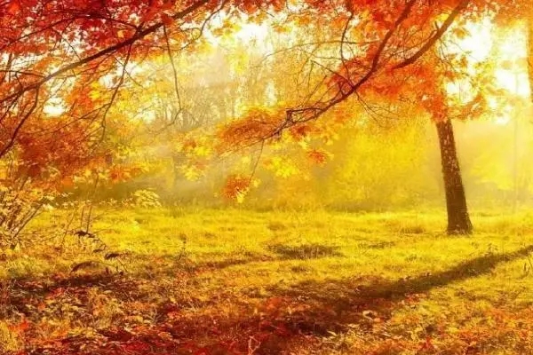 描写秋天景色优美句子