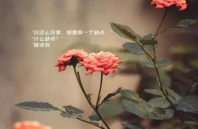 开心的句子说说心情