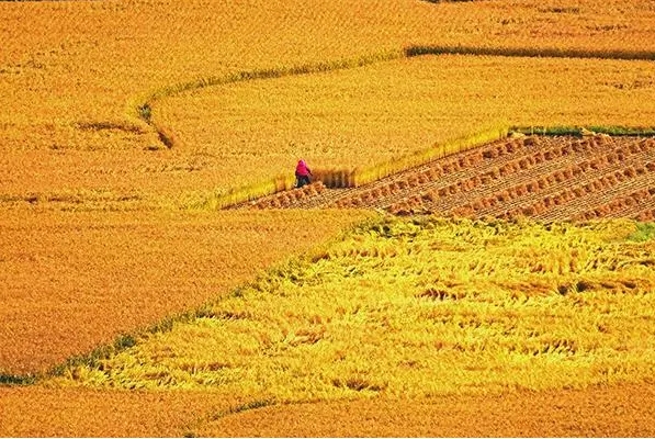赞美秋天丰收的优美句子