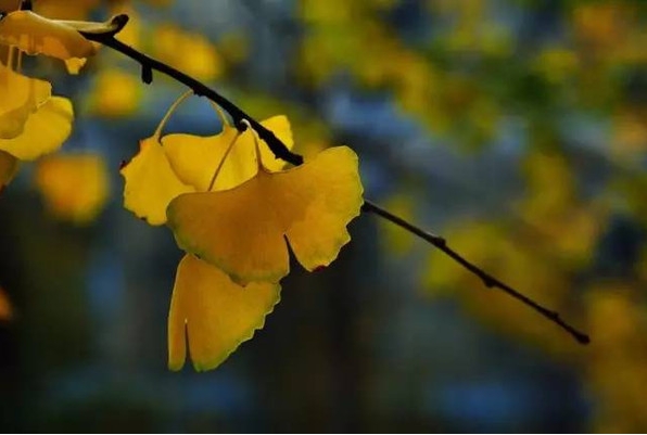 赞美秋天的优美句子和感受