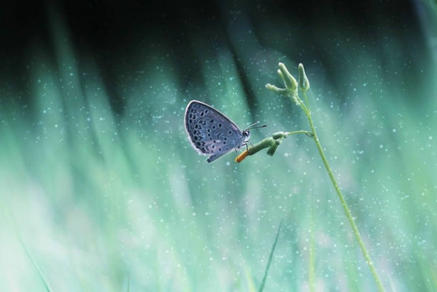 大自然优美句子摘抄大全