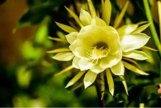 彼岸花最伤感的一句话