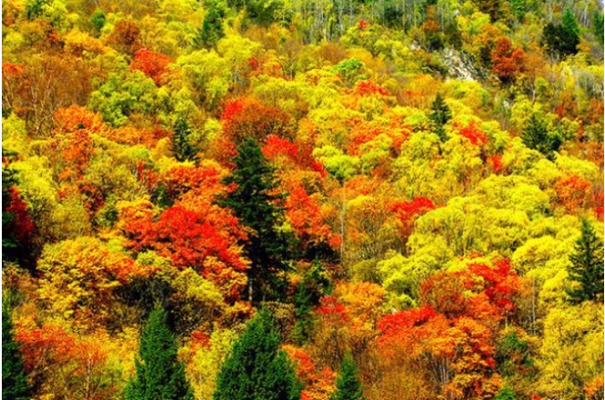 答谢中书书中写出色彩之美的句子是