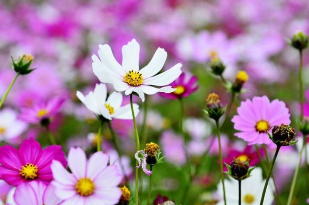 50岁女人感悟的句子