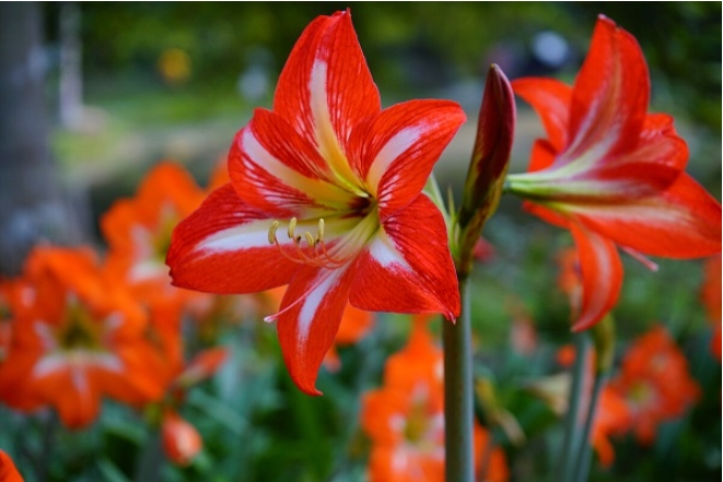 花朱顶红花开的语录