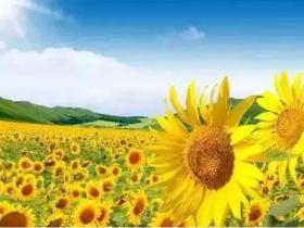 开心阳光的句子,点亮生活每一刻!